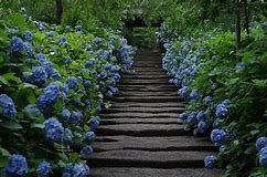 紫陽花と鎌倉の寺