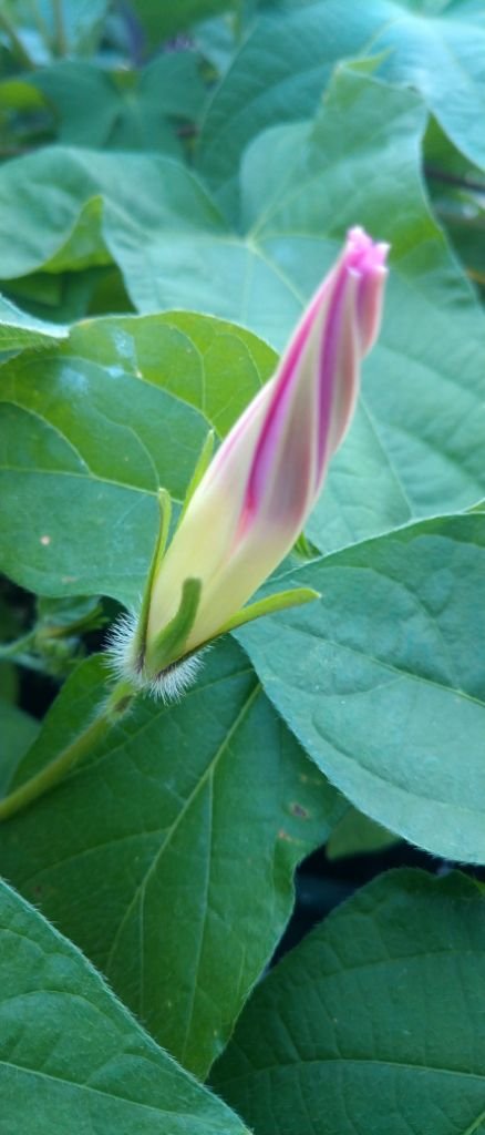 約束の花　朝顔