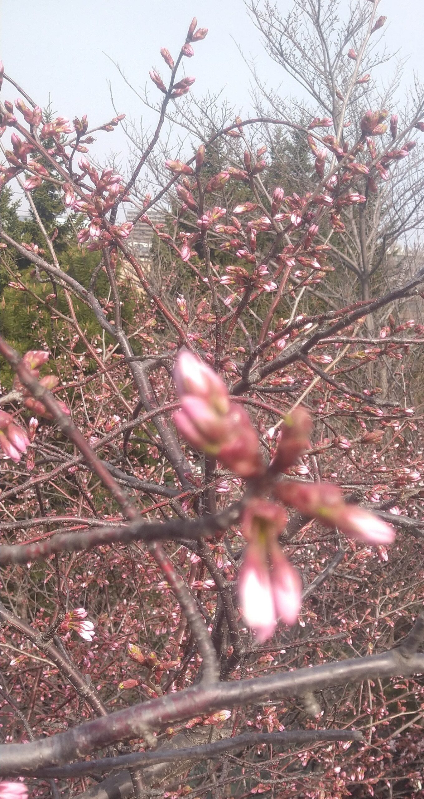 2023年春　桜開花　札幌