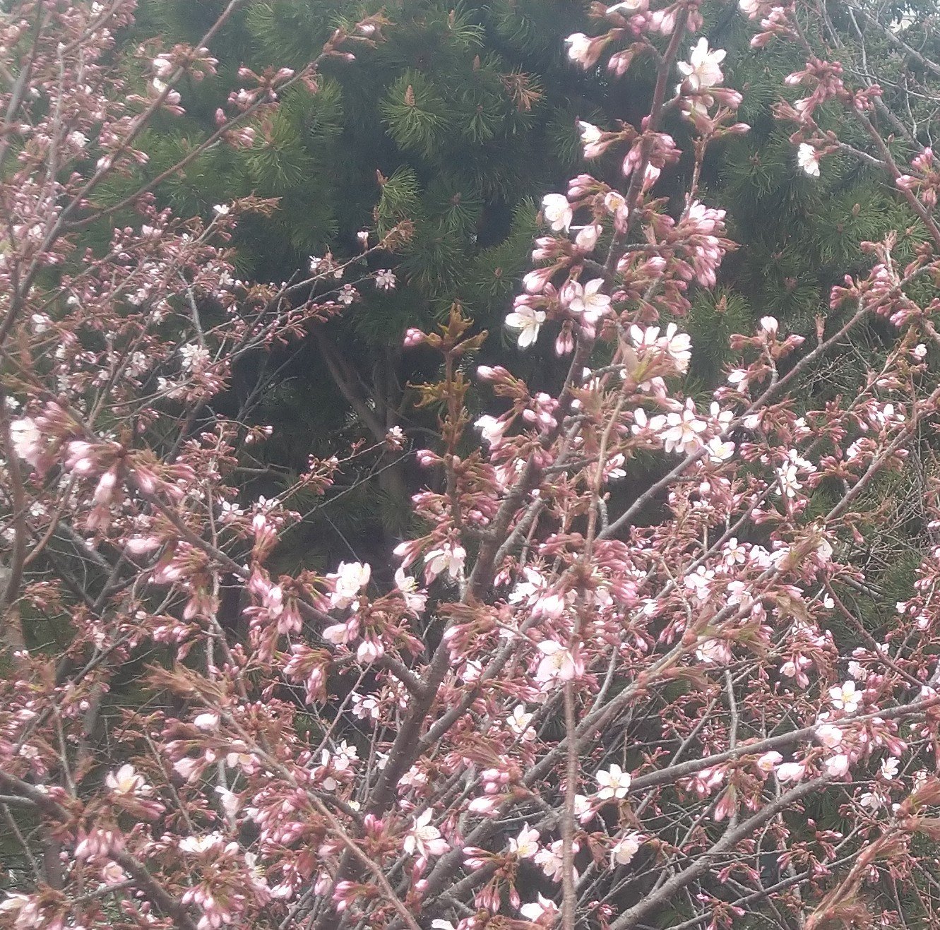 2023年春　桜開花　札幌