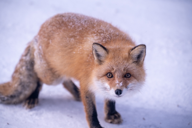 キタキツネ