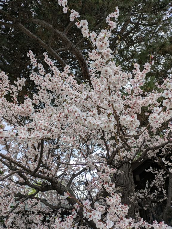 中島公園　桜