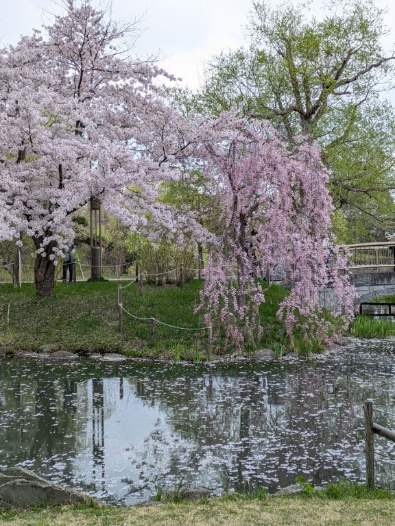 中島公園　桜