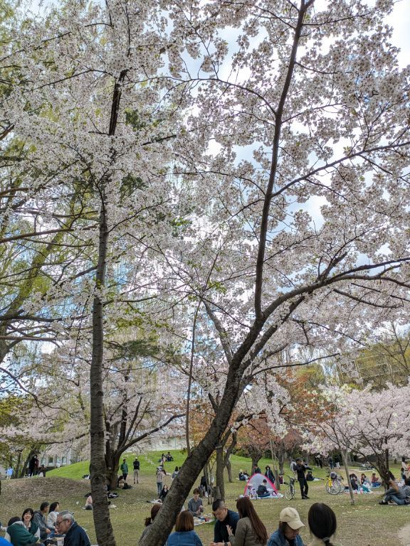 中島公園　桜