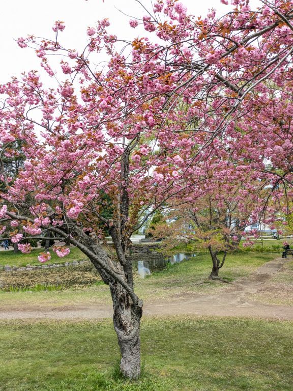中島公園の桜