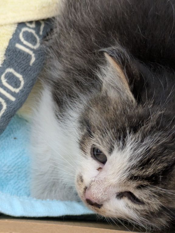 仔猫