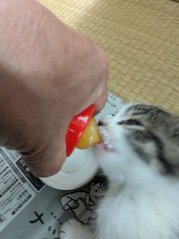 仔猫