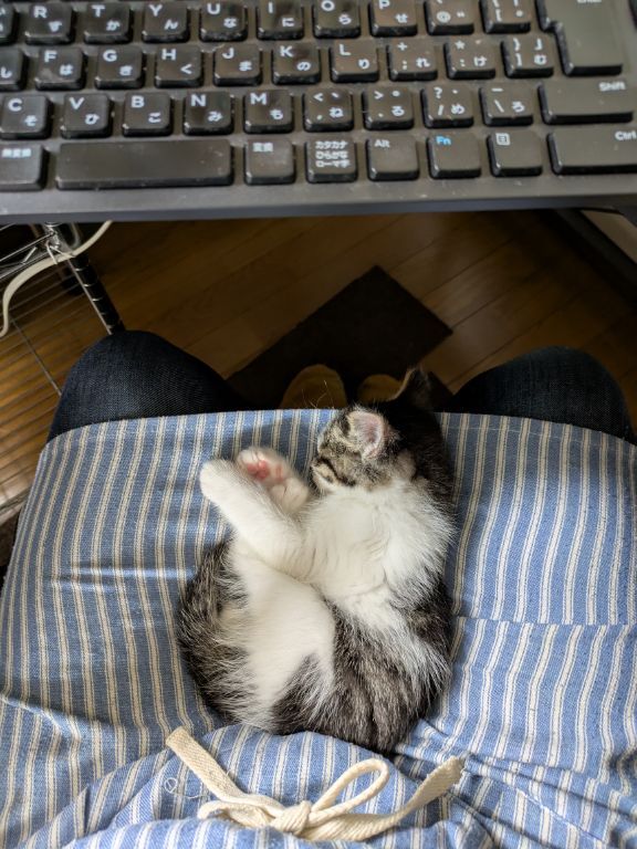 仔猫