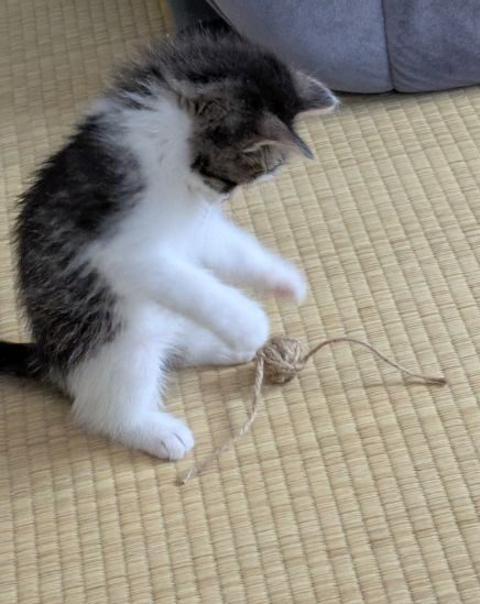 仔猫