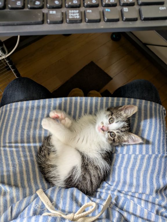 仔猫