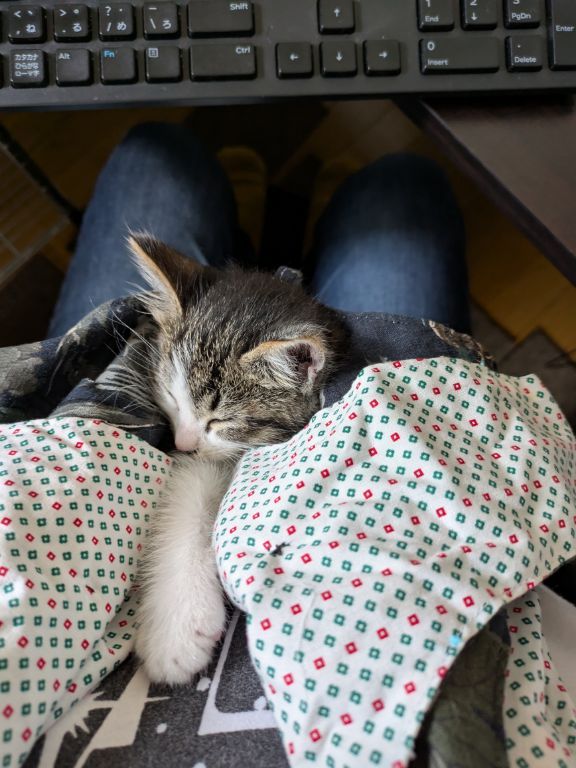 仔猫