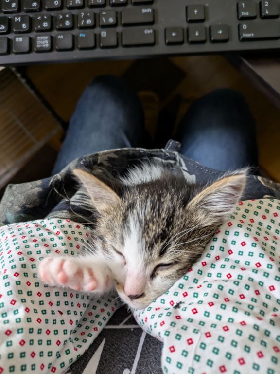 仔猫