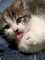 仔猫