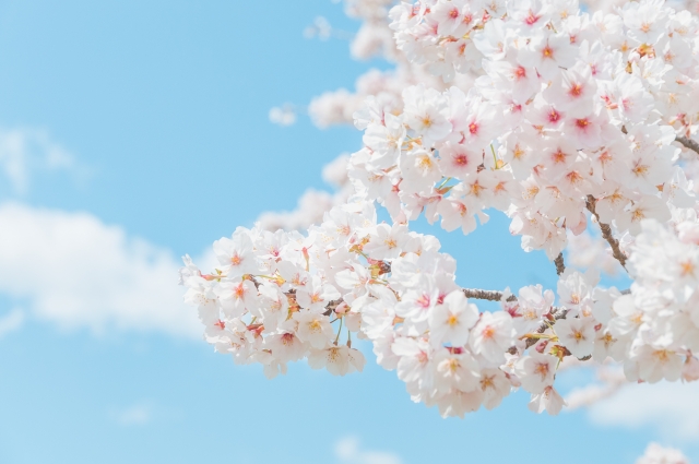 桜　卒業　青空