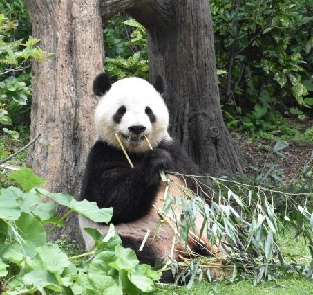 ジャイアントパンダ