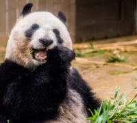 ジャイアントパンダ