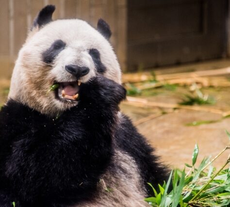 ジャイアントパンダ