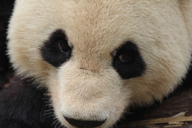 パンダ