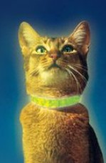 映画 スペースキャット