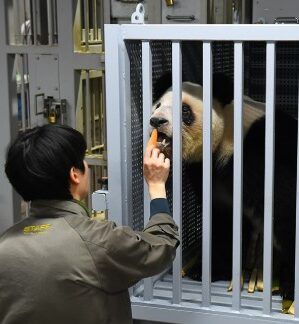 東京ズーネット パンダ離日