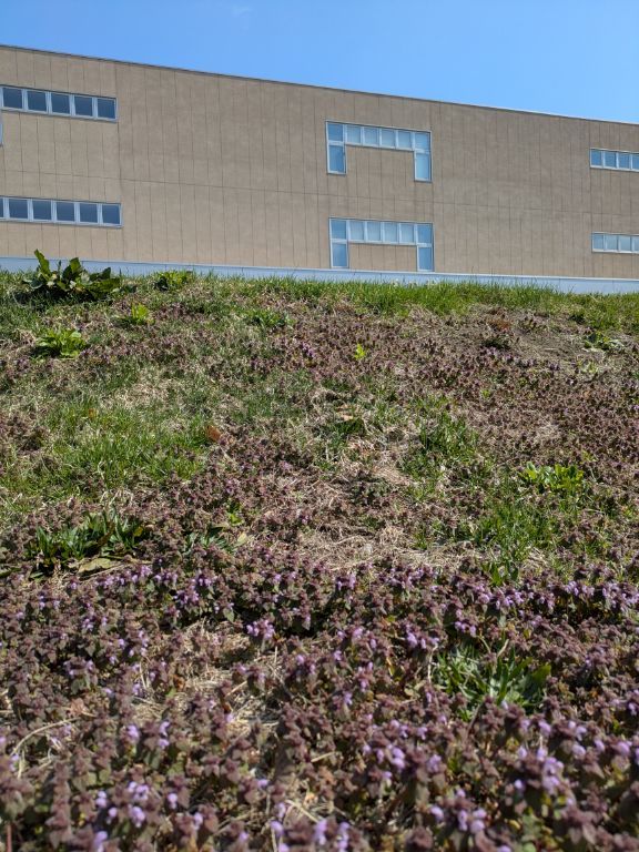 千の杜札幌東分院　朋との墓参　ホトケノザ