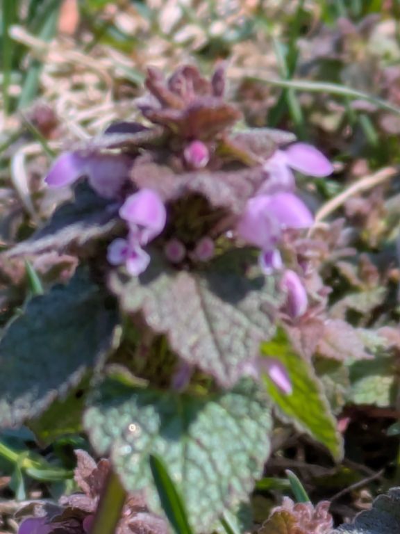 千の杜札幌東分院　朋との墓参　ホトケノザ