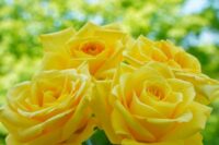黄色いバラの花