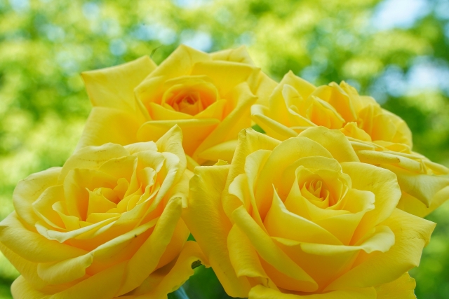 黄色いバラの花